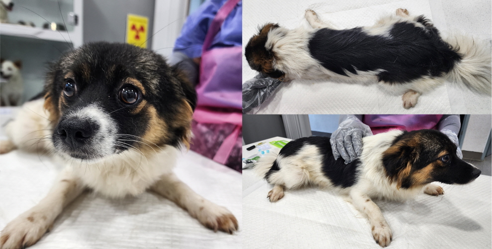 서산시 동물보호센터_444453202300631